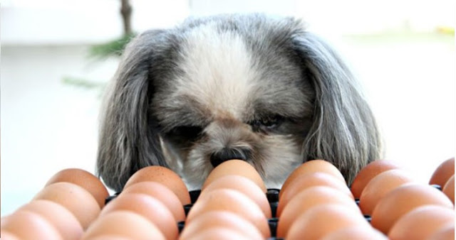 Shih tzu Pode Comer Ovo?