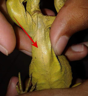 Resiko dan Bahaya Memelihara Iguana 