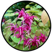 Horny Goat Weed