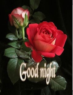 Good Night Good Night
