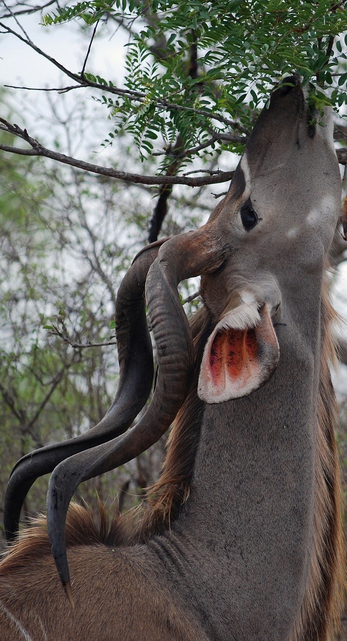 A kudu eating from a tree.