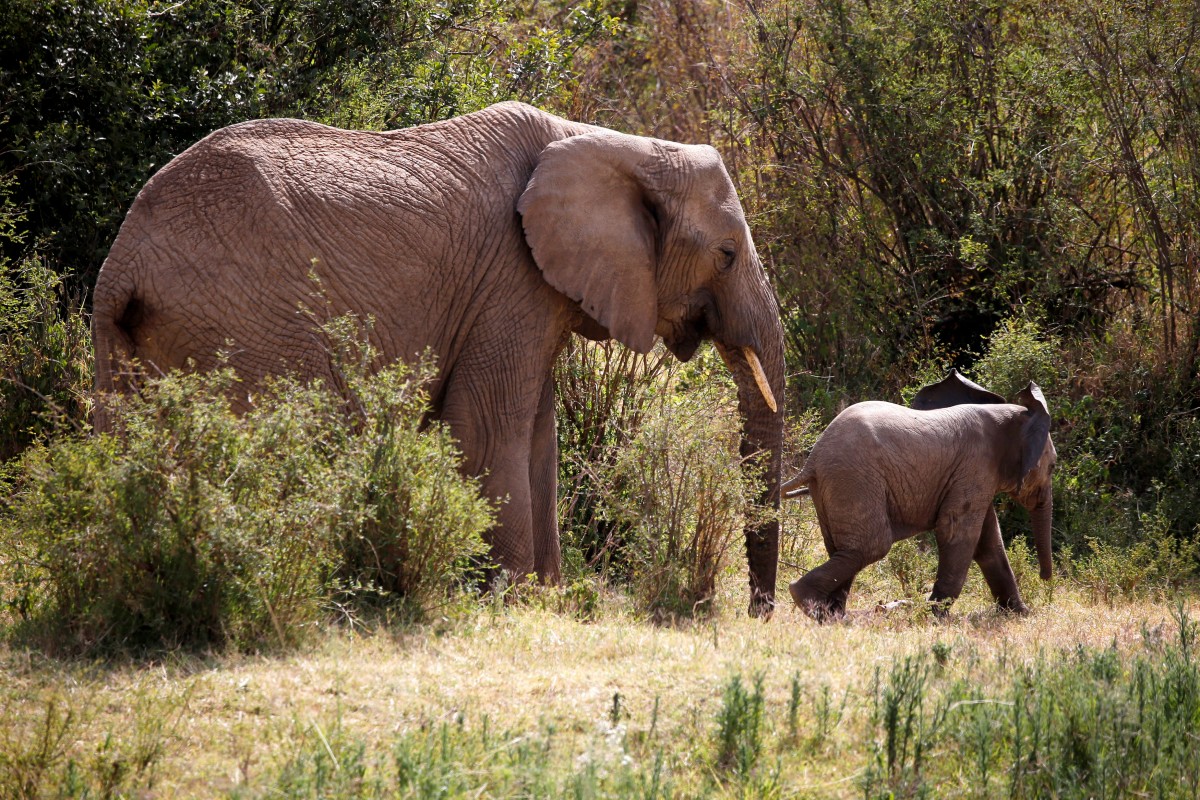 видео жизни диких животных. дикие животные. дикие животные картинки. серенгети парк охота львов. жизнь диких животных.