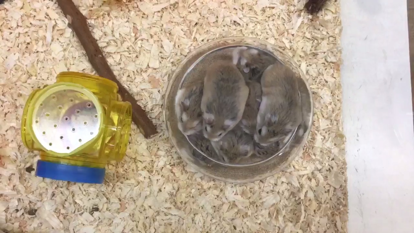 Hamster videó dél-ázsiai pornó filmek
