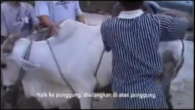 Hebat! Ini Cara Merobohkan Sapi Dengan Lembut Saat Akan Di Sembelih Hebat! Ini Cara Merobohkan Sapi Dengan Lembut Saat Akan Di Sembelih