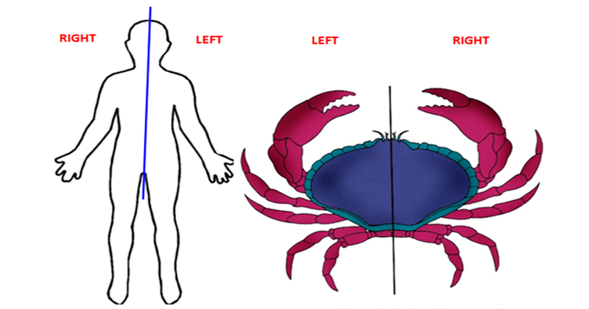 Welcome to the Living World: Animal Symmetry in English and Malayalam