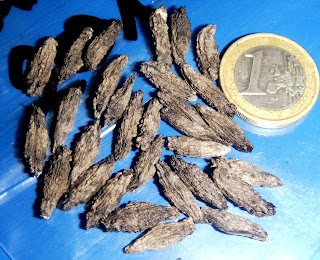 Proboscidea sabulosa The seeds are long and narrow
