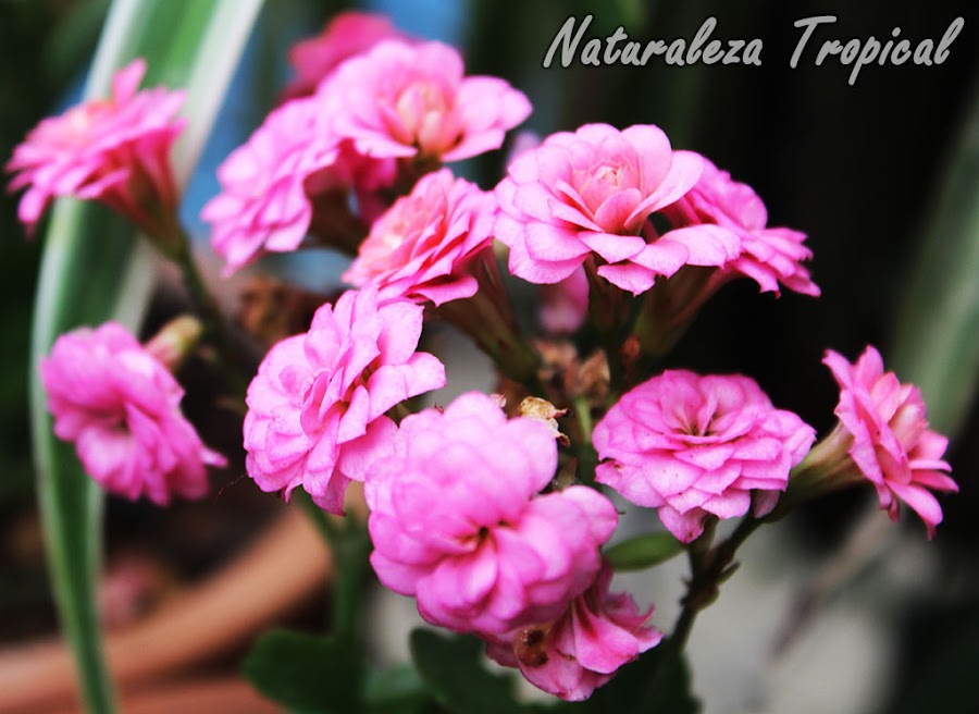 Flores (variedad rosada doble) de la planta suculenta Kalanchoe blossfeldiana. Existen otras variedades con flores blancas, rojas, púrpuras, naranjas, amarillas, matizadas y con variedades en el número de pétalos