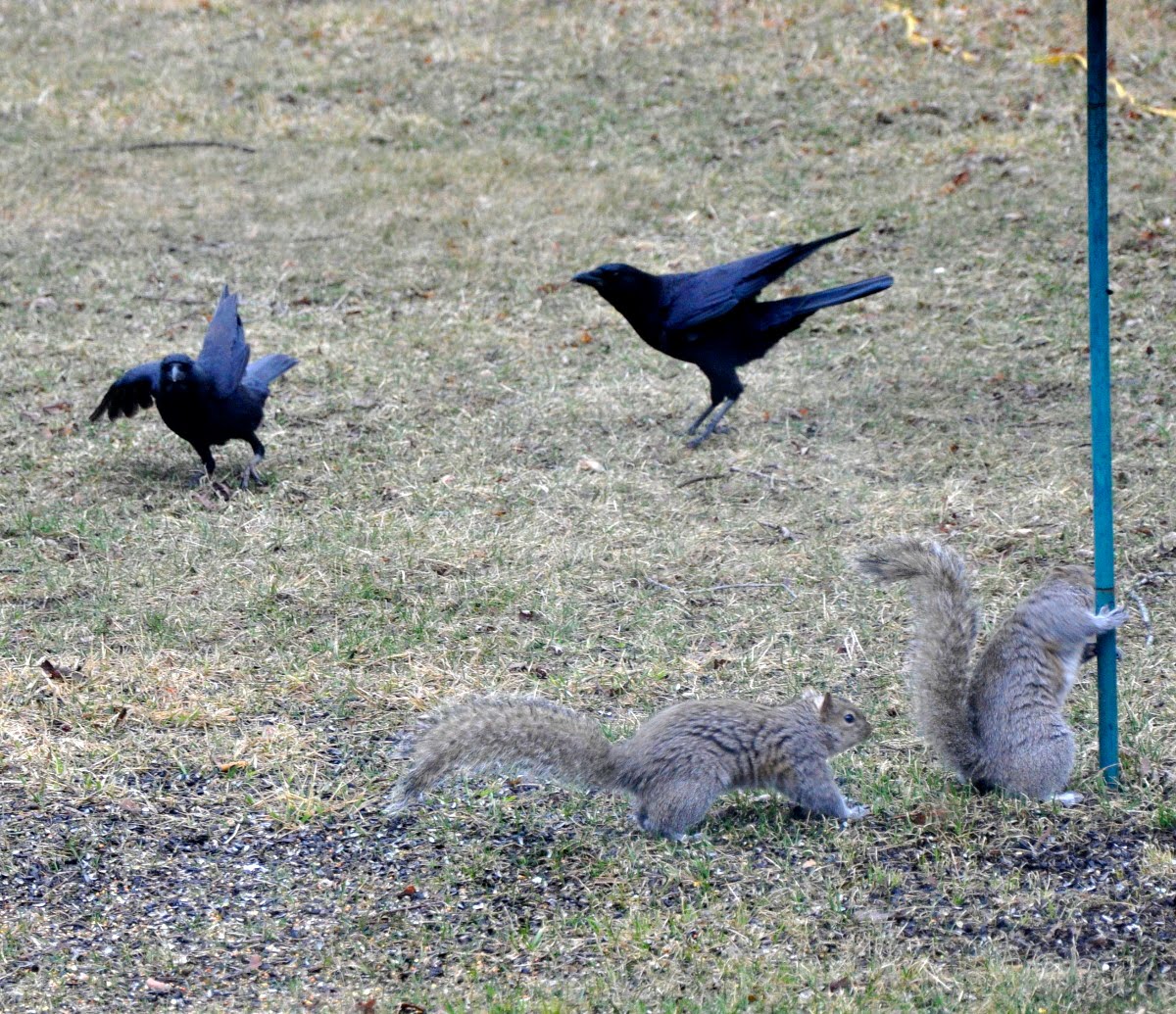 Palemaleirregulars: Pale Male and Beauty, Crow Strangers, Jane's ...