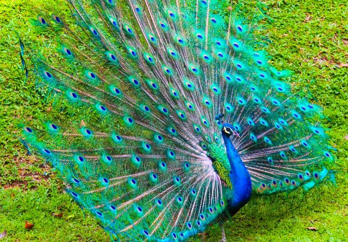 Sale in Kuwait - Tanzilaat News تنزيلات: Peacock for Sale in Kuwait Zoo