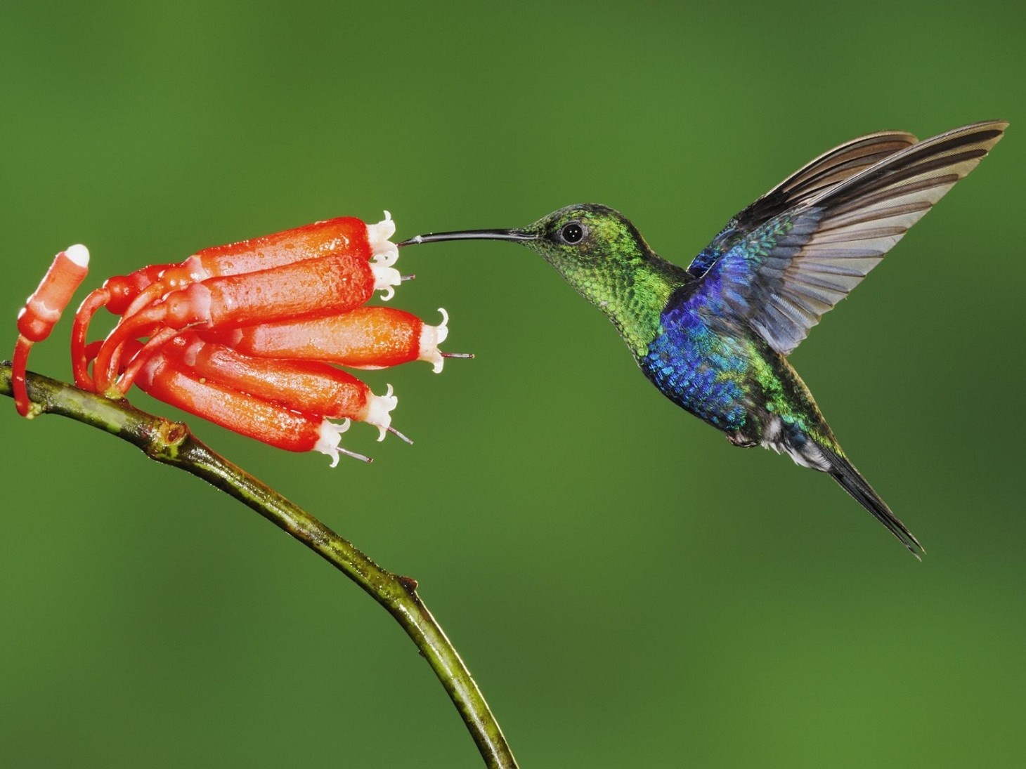 Bentuk Paruh Burung Berhubungan Erat Dengan Jenis Makanannya Gemar Ternak Dan Kicau Burung