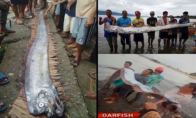 janitor-fish-in-koi-pond-4 janitor-fish-in-koi-pond-4