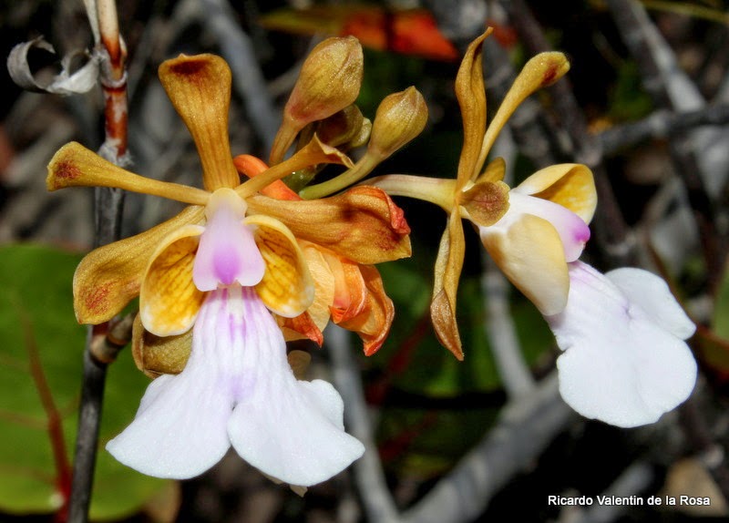 Ricardo's Blog, : Flower variability 