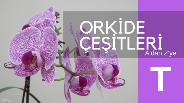 Orkide Çeşitleri T Harfi Orkide Çeşitleri T Harfi