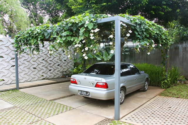 Jual Tanaman Rambat Thunbergia Jual Tanaman Hias Thunbergia