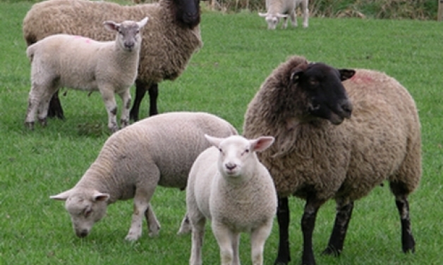 Απίστευτο: Ένας αγρότης απορούσε γιατί τα πρόβατά του εξαφανίζονταν! Δείτε τι διαπίστωσε...