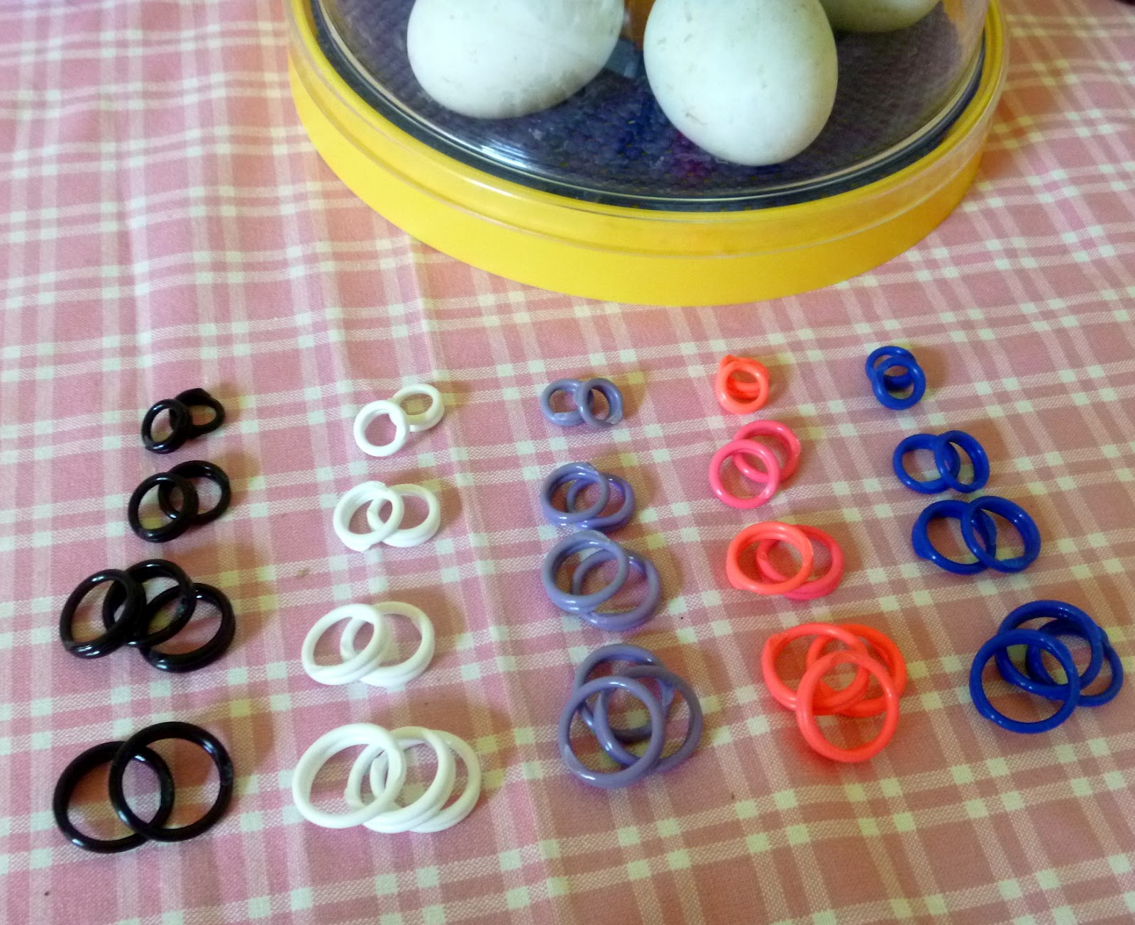 The Great Eggscape Too - Hatching Duck Eggs | Fresh Eggs Daily®