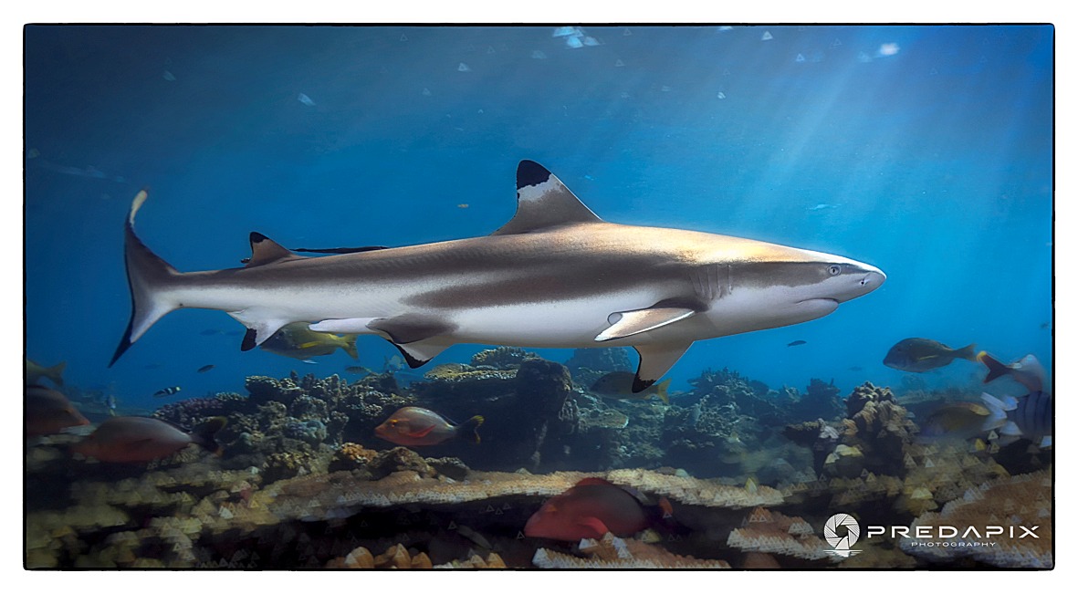 The Best Shark Dive in the World! Fiji Job Opportunity for Marine