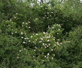 Rose bush in the hedgerow. Jubilee Country Park, 2 June 2012.