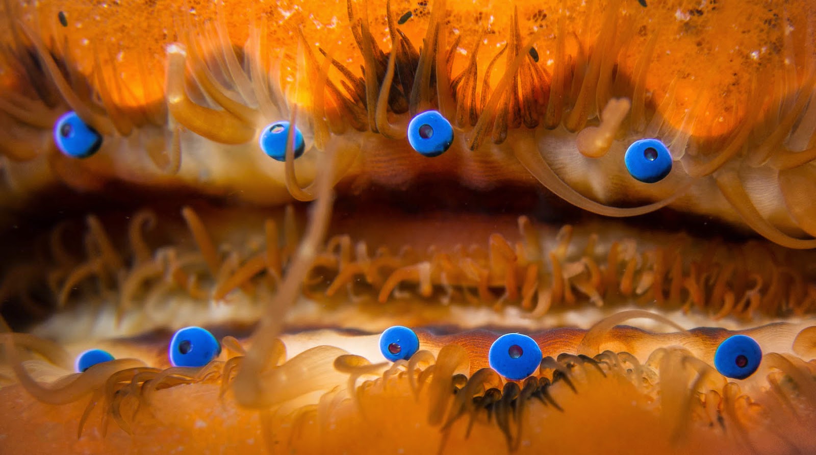 ScubaTalc Diving for the amazing Scallop in NJ