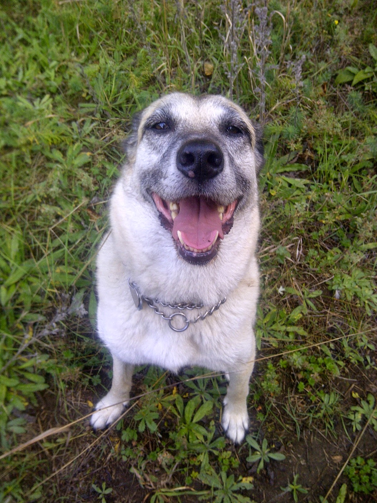 Ottawa Valley Dog Whisperer Anxiety Anxious Pacing Hyper The Confluence Of These Cirstances Can Create A Bad Stress Response In Your Dog And You Too