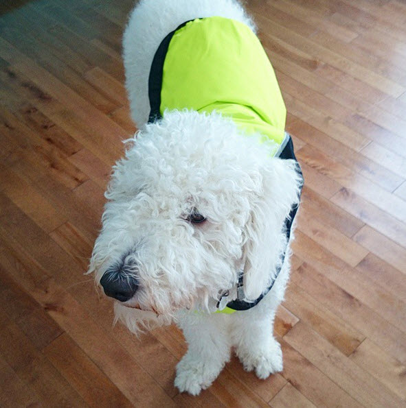 Jackets that Help Keep Dogs Cool Jackets that Help Keep Dogs Cool | www.danslelakehouse.com