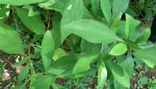  Tanaman landep adalah tanaman yang sering kita jumpai berada disekitar kita Manfaat dan Khasiat Tanaman Landep (Barleria Prionitis L)