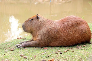 Hydrochoerus Hydrochaeris Hydrochoerus Hydrochaeris