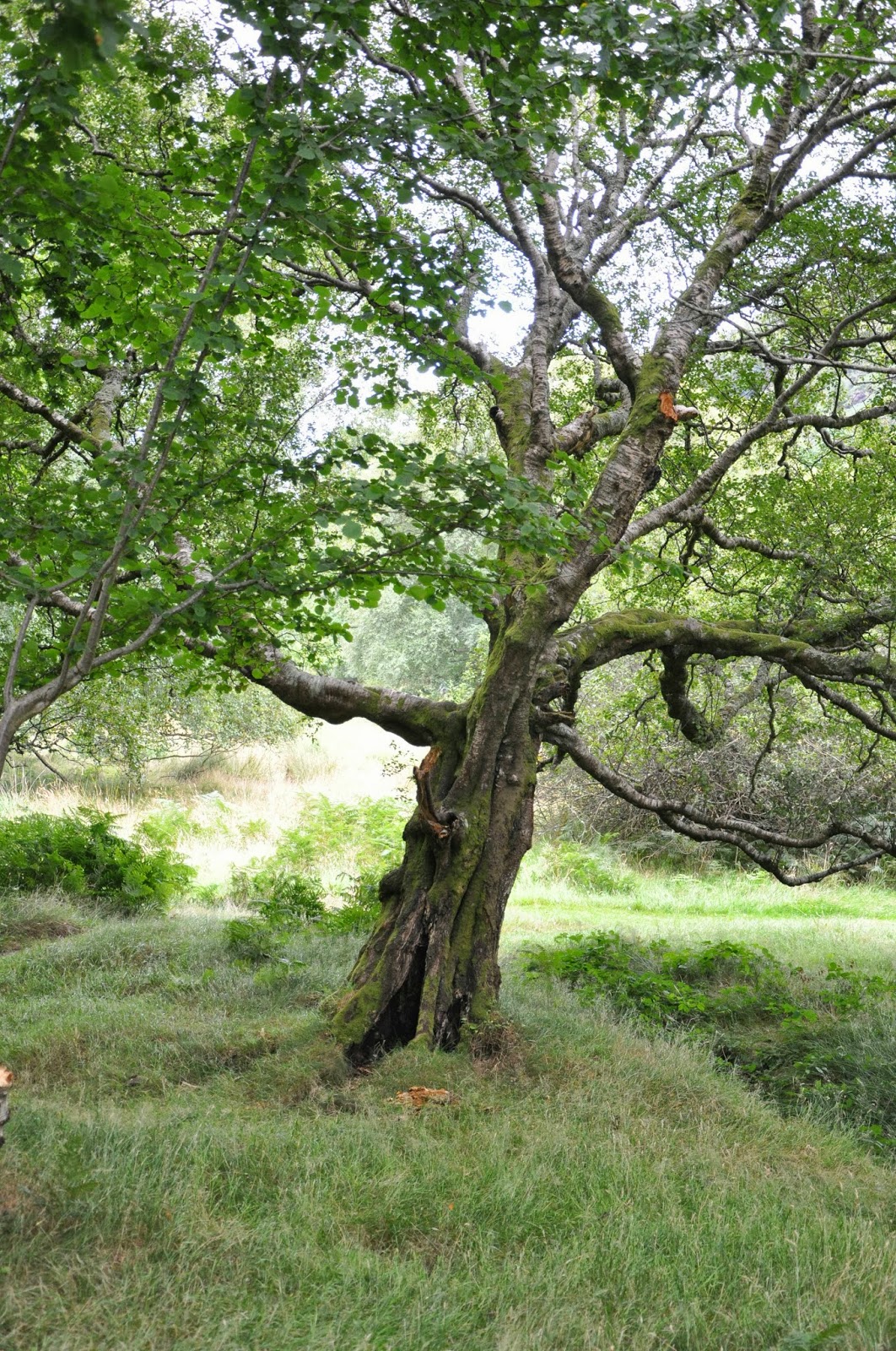 A Quick Guide To Trees In Ireland – AXLIO