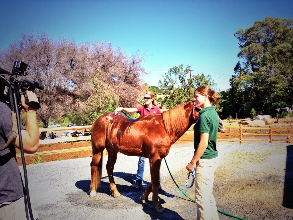 The New Loomis Basin Equine Medical Center