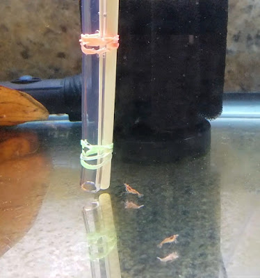 Airline tubing for cleaning shrimp breeding tank