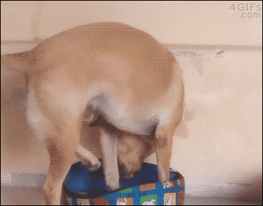 02-funny-gif-282-dog-tries-to-fit-in-tiny-bed.gif