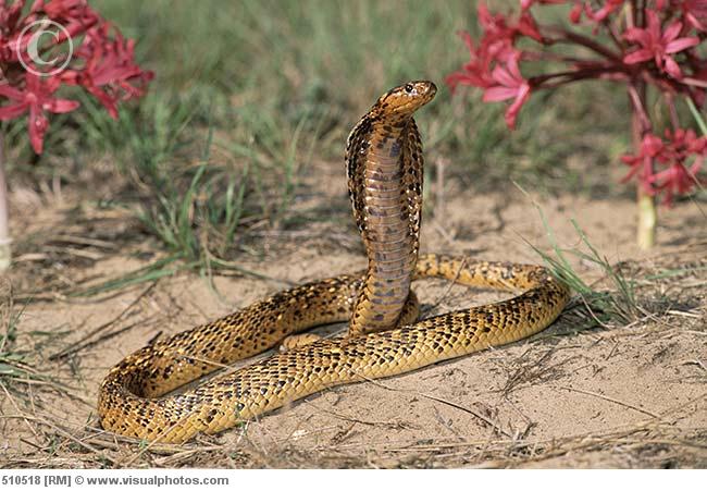 Cape Cobra