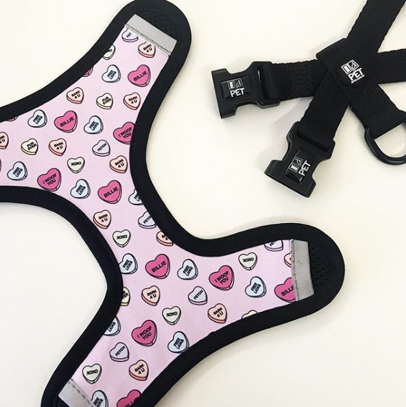 12 Car Travel Essentials for your Dogs Australian Dog Lover