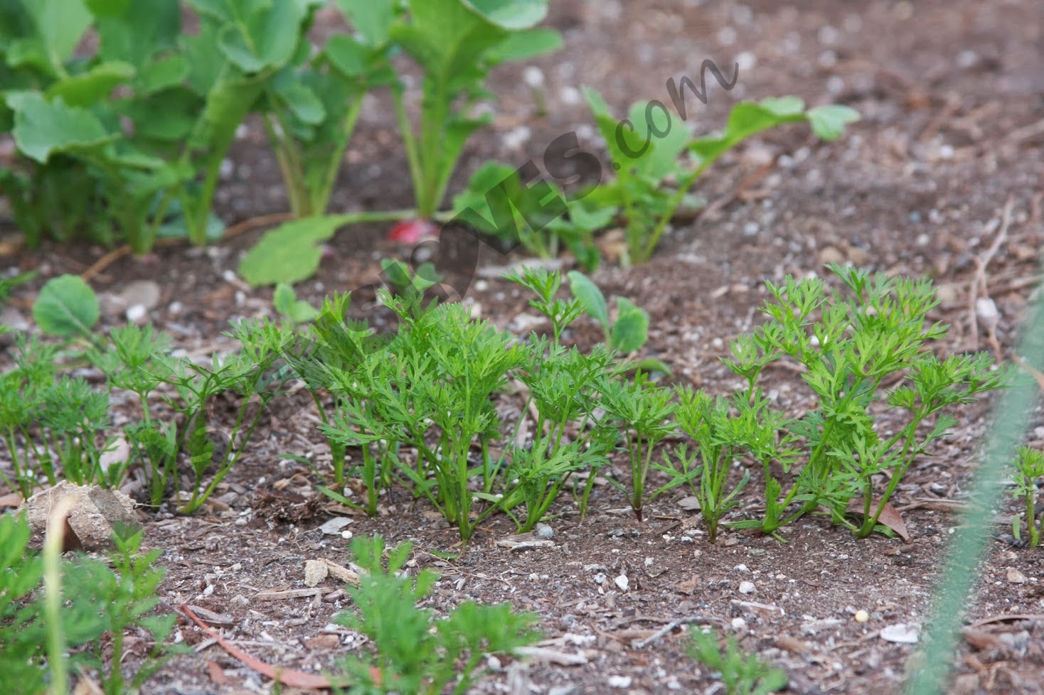 organic+gardening