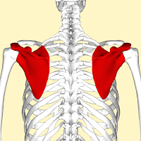 Scapula (tulang belikat) Scapula (tulang belikat)