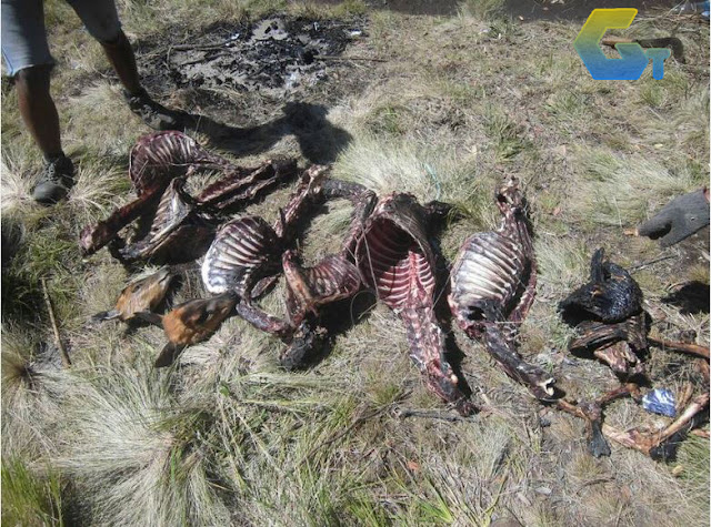 BANGAKI RUSA YANG DI TEMUKAN DI GUNUNG LAWU GOSIP TERKINI