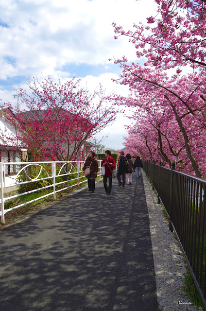 伊豆・河津櫻祭，