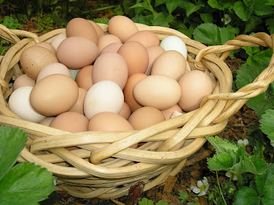 Kandungan dan Nilai Gizi Telur Ayam Negeri