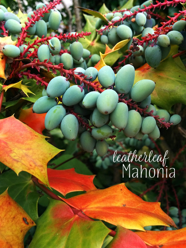 Nessy Designs Leatherleaf Mahonia