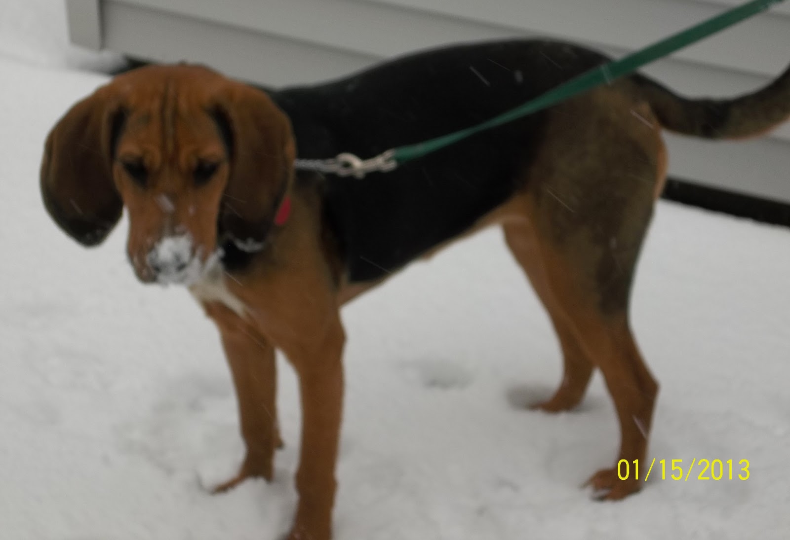 New York Wildlife Rescue Bloodhound x Coonhound pup needs