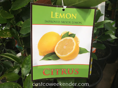 Costco 85761 - Meyer Lemon - good for lemonade, desserts, sauces, or entrees