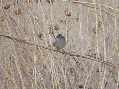 Llano Seco Unit Chico California birding hotspot