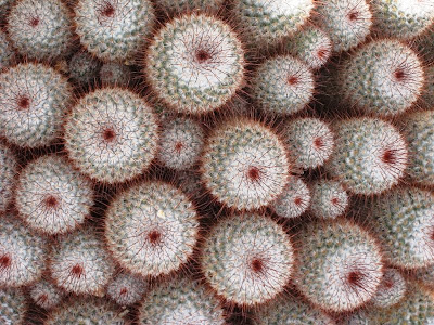 Image of round cacti viewed from above