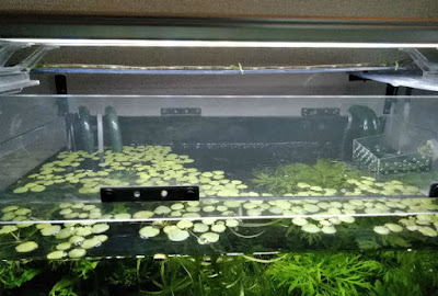 透明で作ったキャノピー。