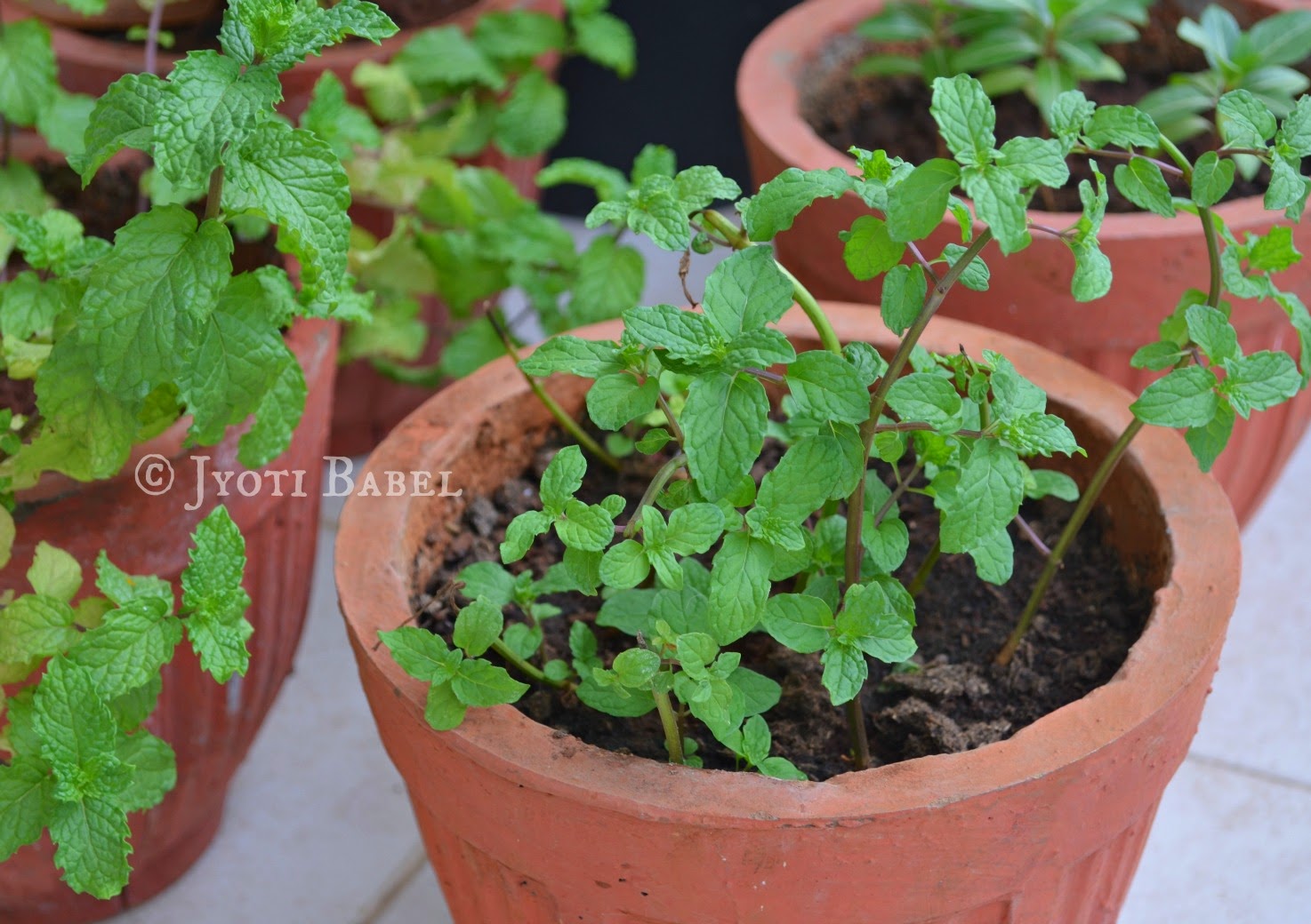 Jyoti's Pages How to Grow Mint from Stems?