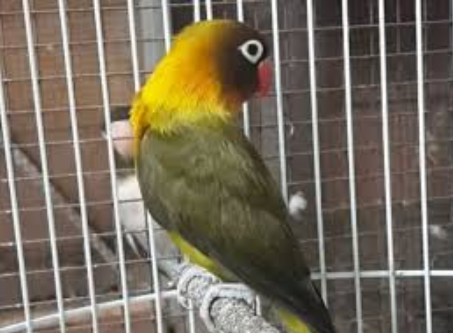 Inilah Harga Lovebird Olive Terbaru