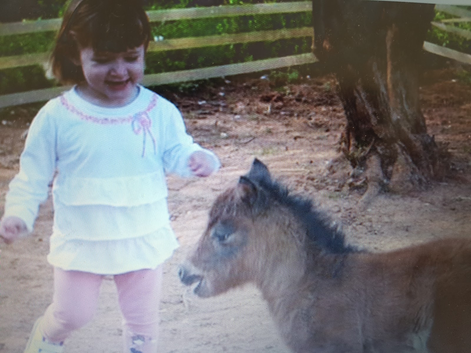 Die Schwalbe Mai 2017