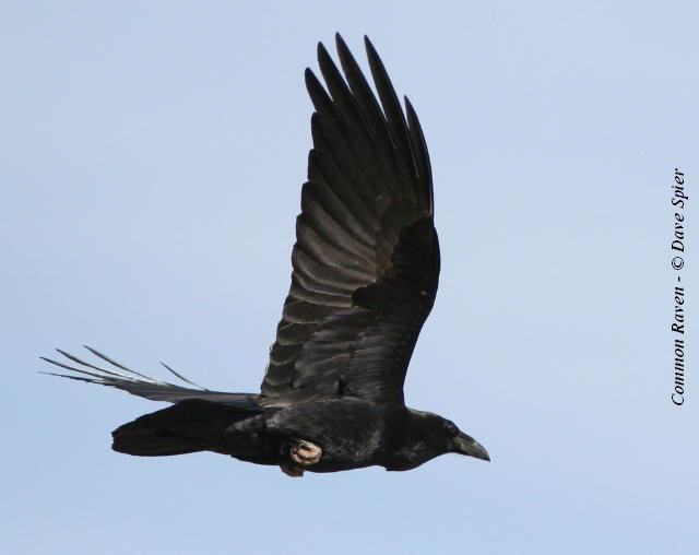 Adirondack Naturalist Ravens