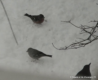oiseaux dans la neige
