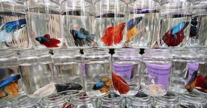 5 Langkah Mudah Cara Ternak Ikan Cupan Hias Dirumah ~ Ikan ...